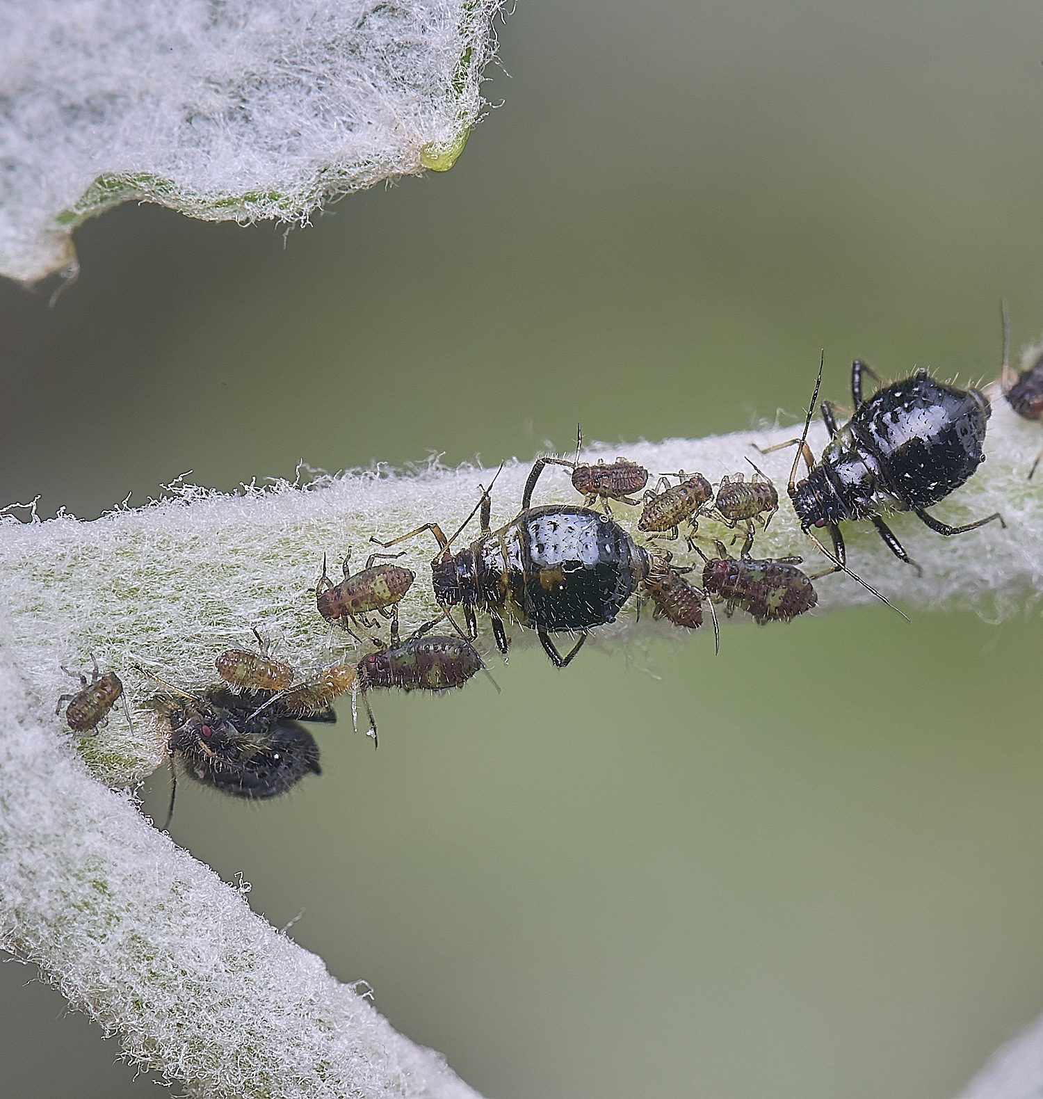 CranwichCampPoplarAphid080625-1