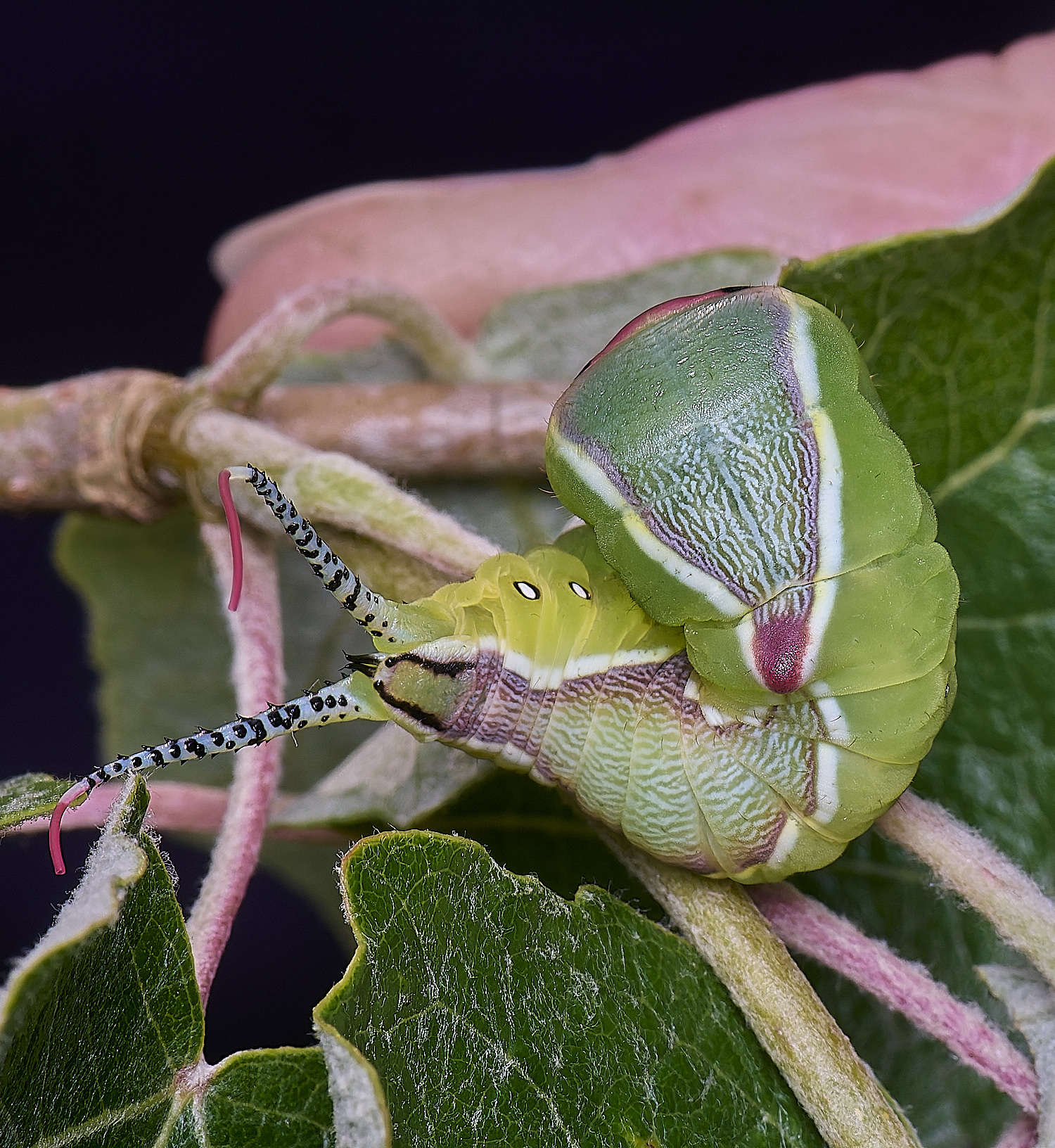 CranwichCampPussMoth080625-1