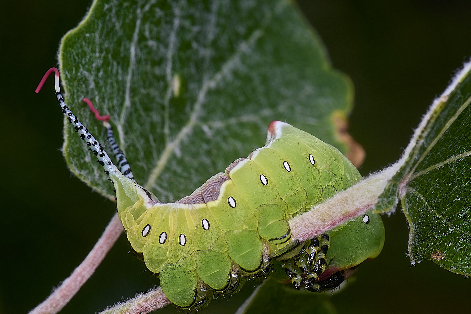 CranwichCampPussMoth080625-12