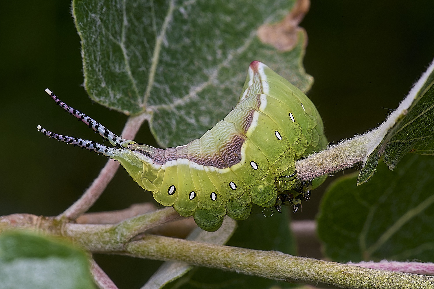CranwichCampPussMoth080625-2