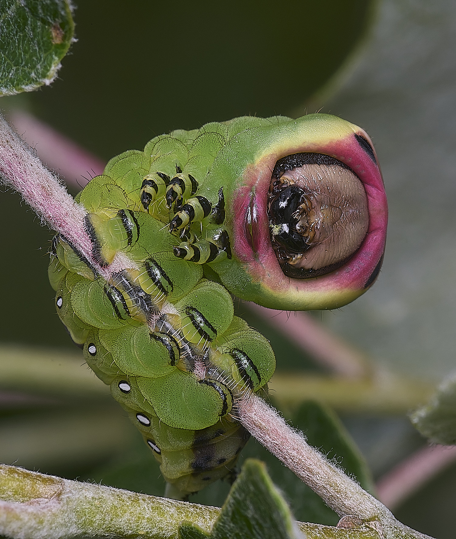 CranwichCampPussMoth080625-3