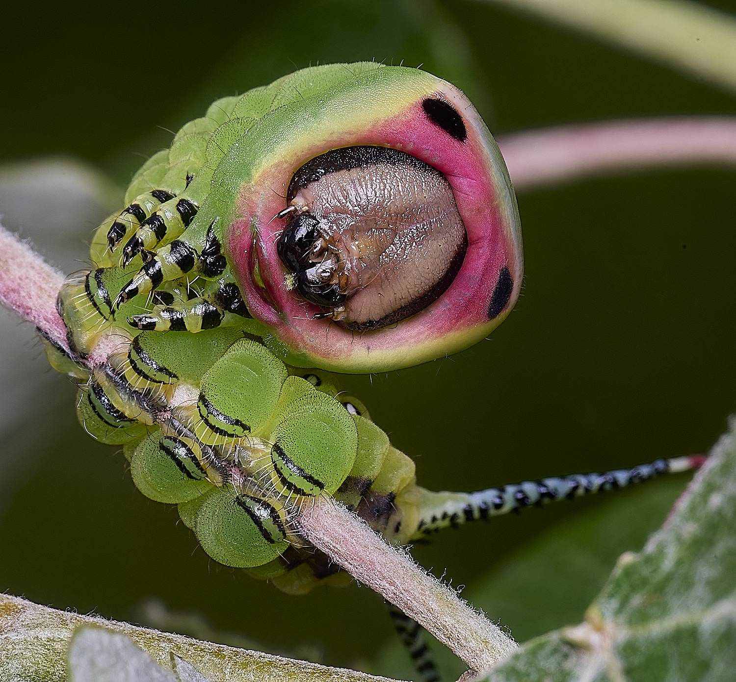 CranwichCampPussMoth080625-4