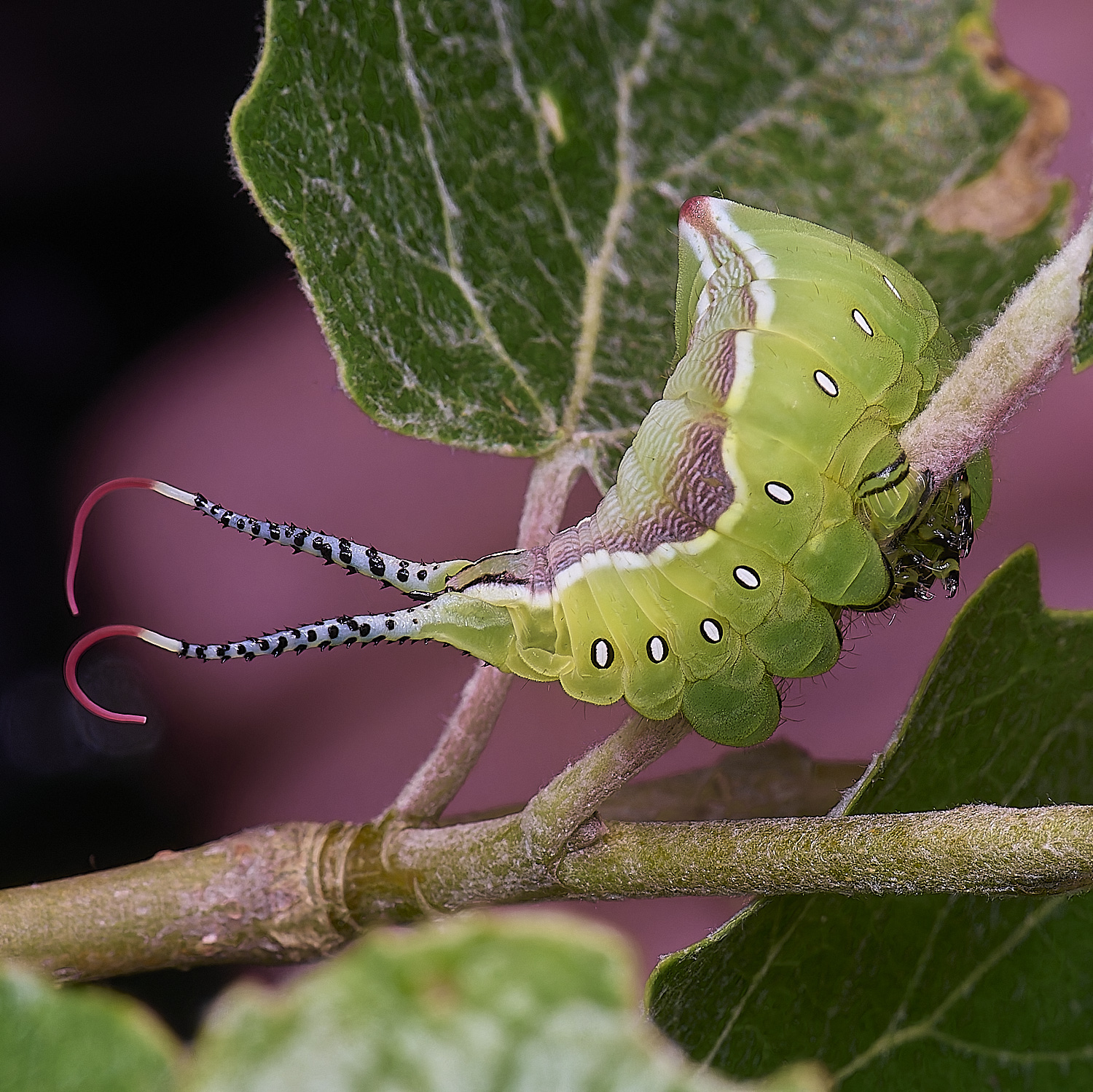 CranwichCampPussMoth080625-6