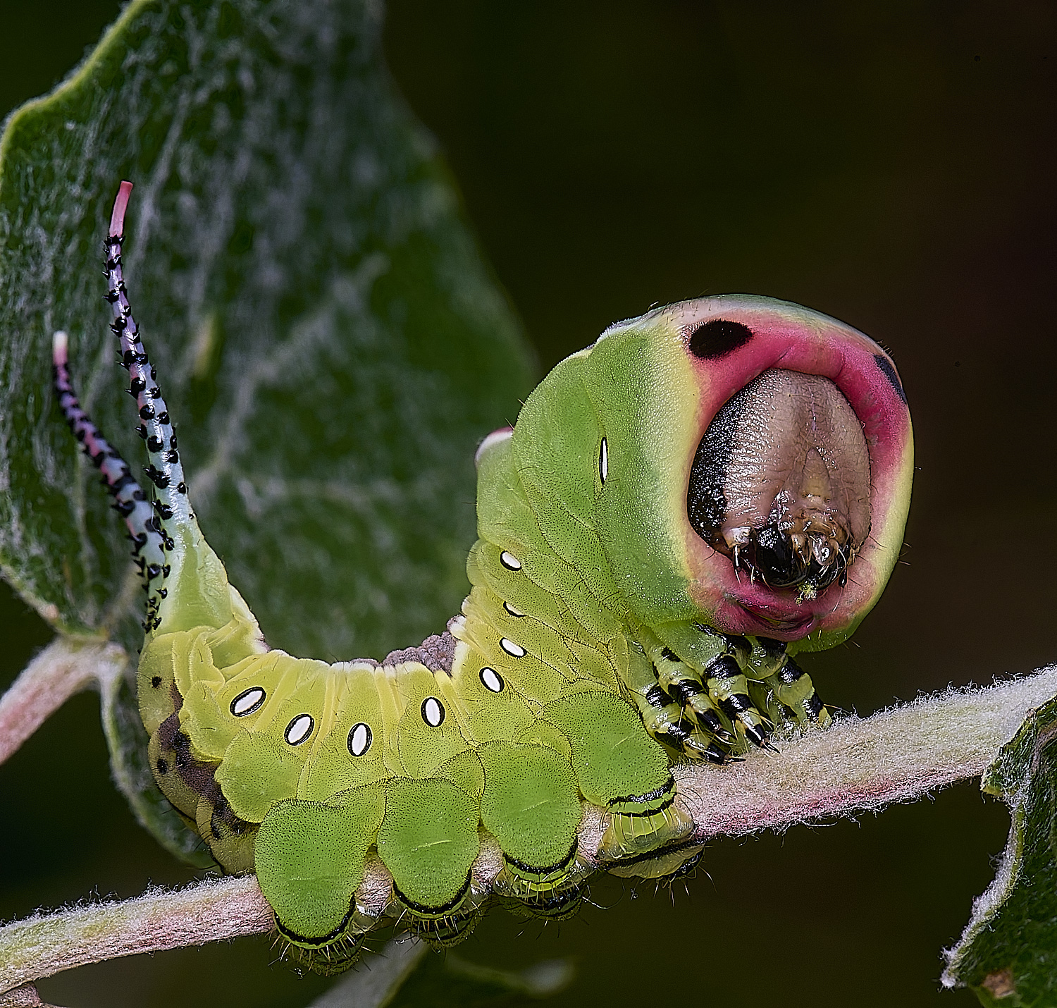 CranwichCampPussMoth080625-9