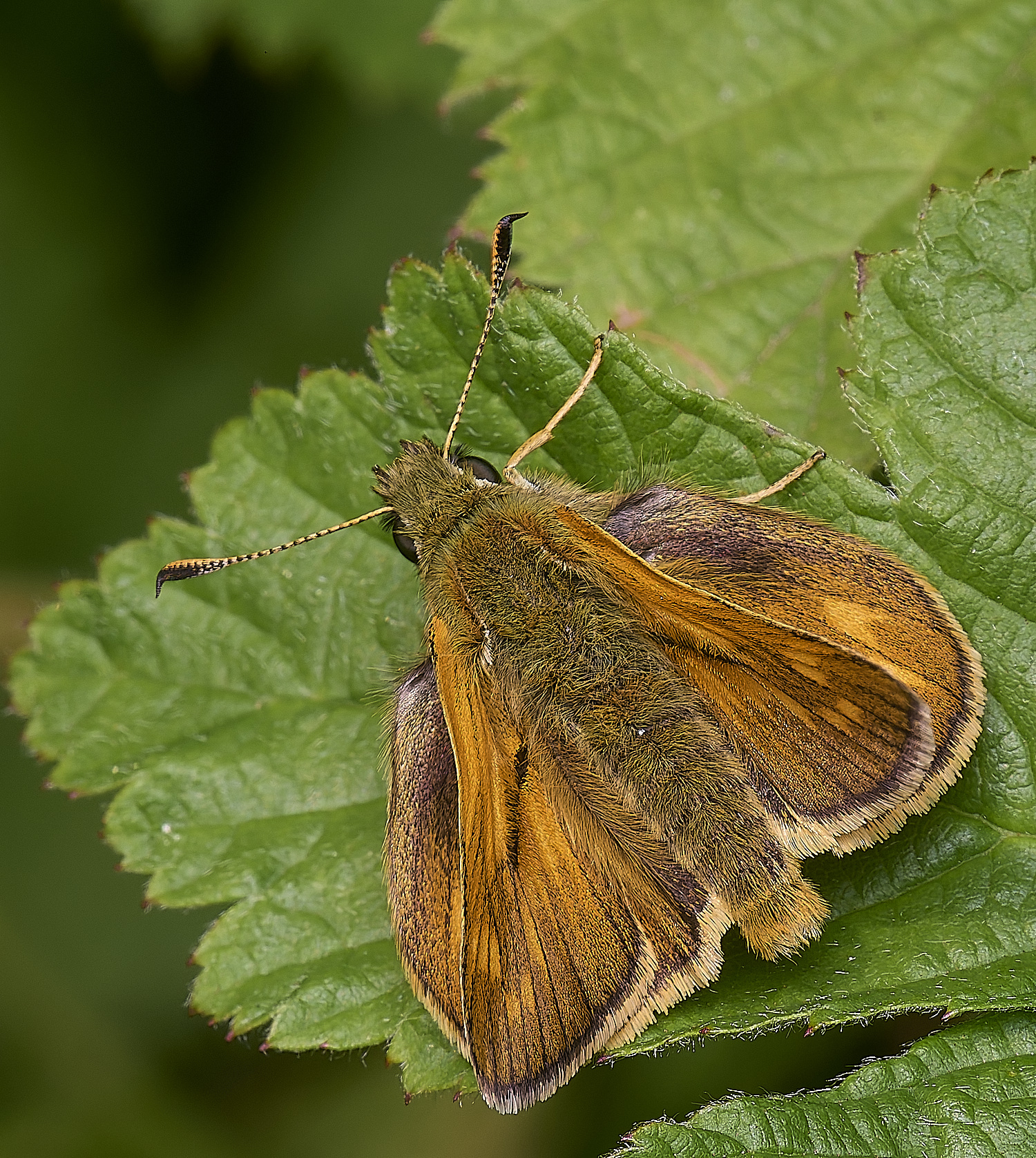 CranwichCampSkipper080625-2