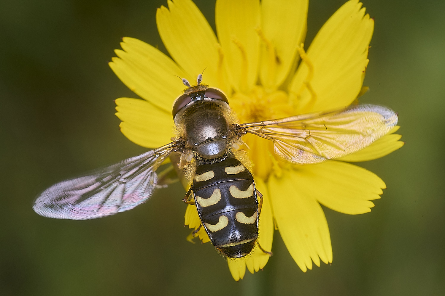 CranwichCampSsilenetica080625-1