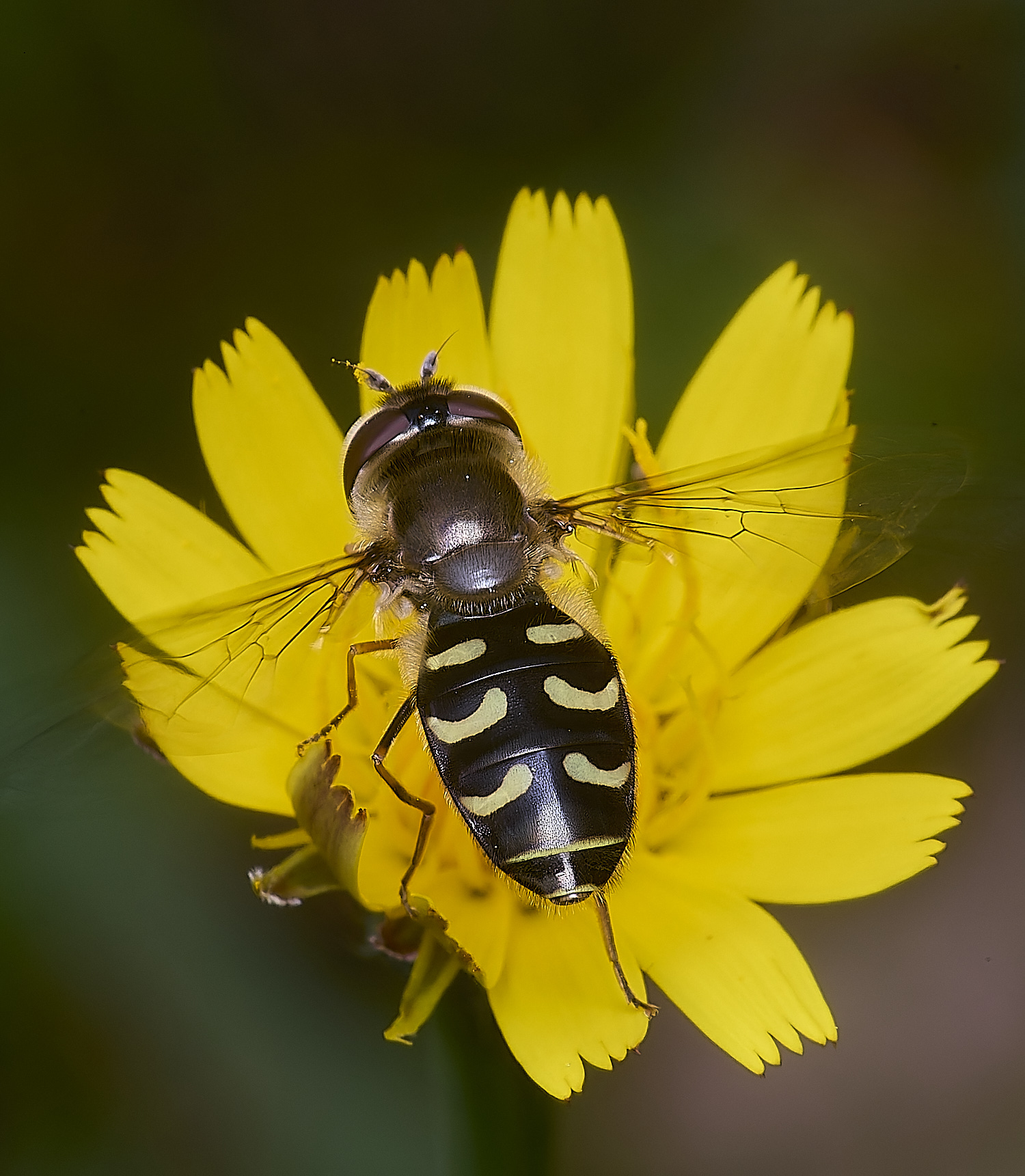 CranwichCampSsilenetica080625-2