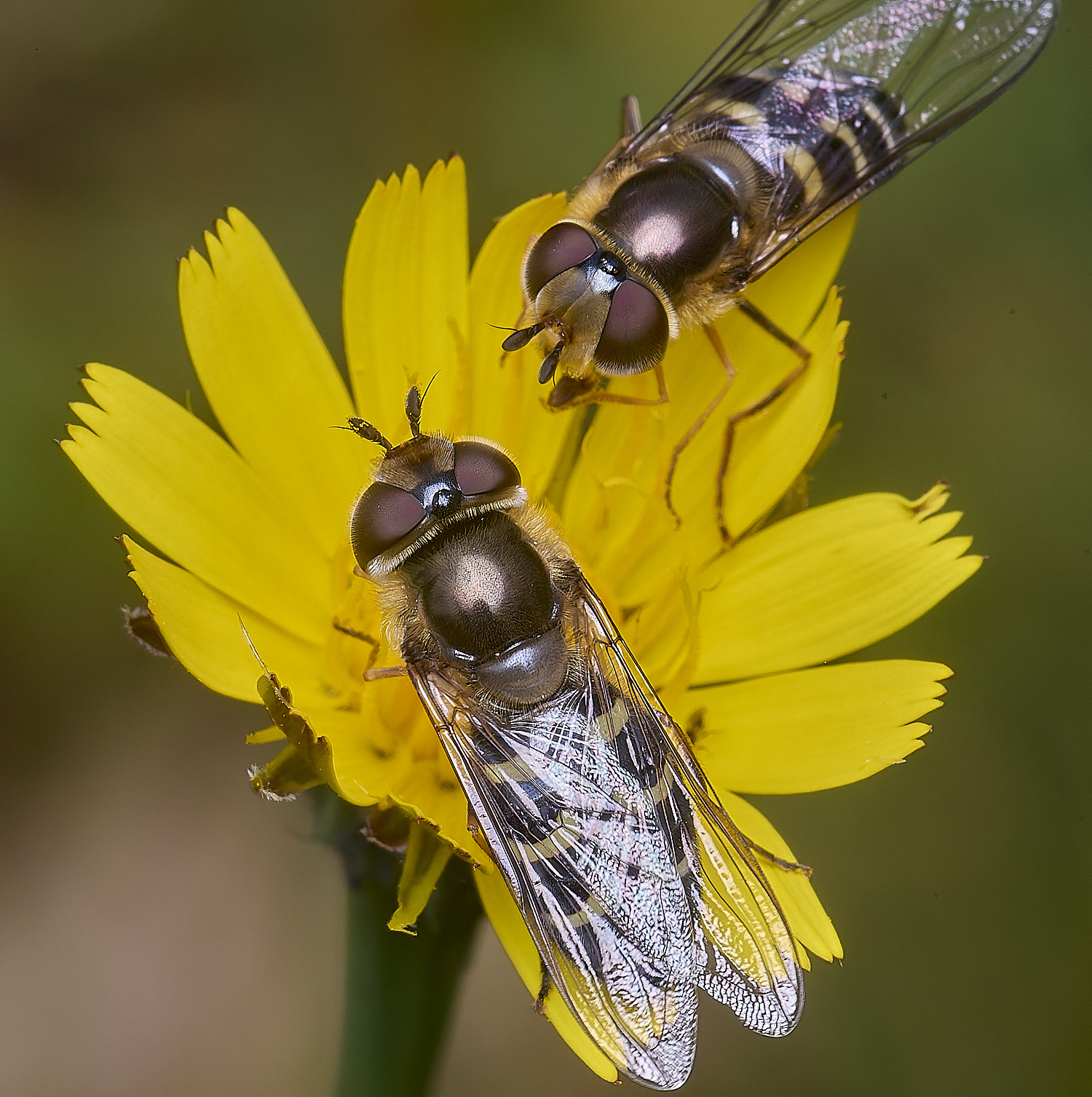 CranwichCampSsilenetica080625-4