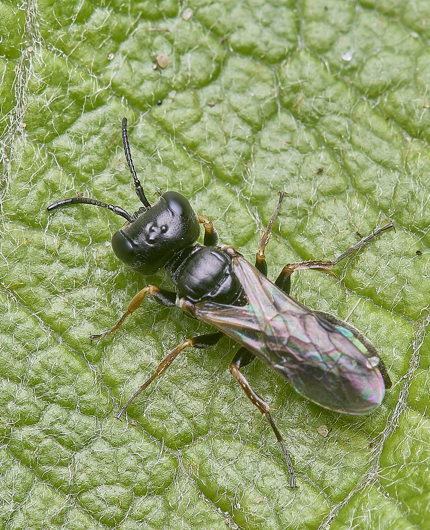 CranwichCampWaspSp080625-2