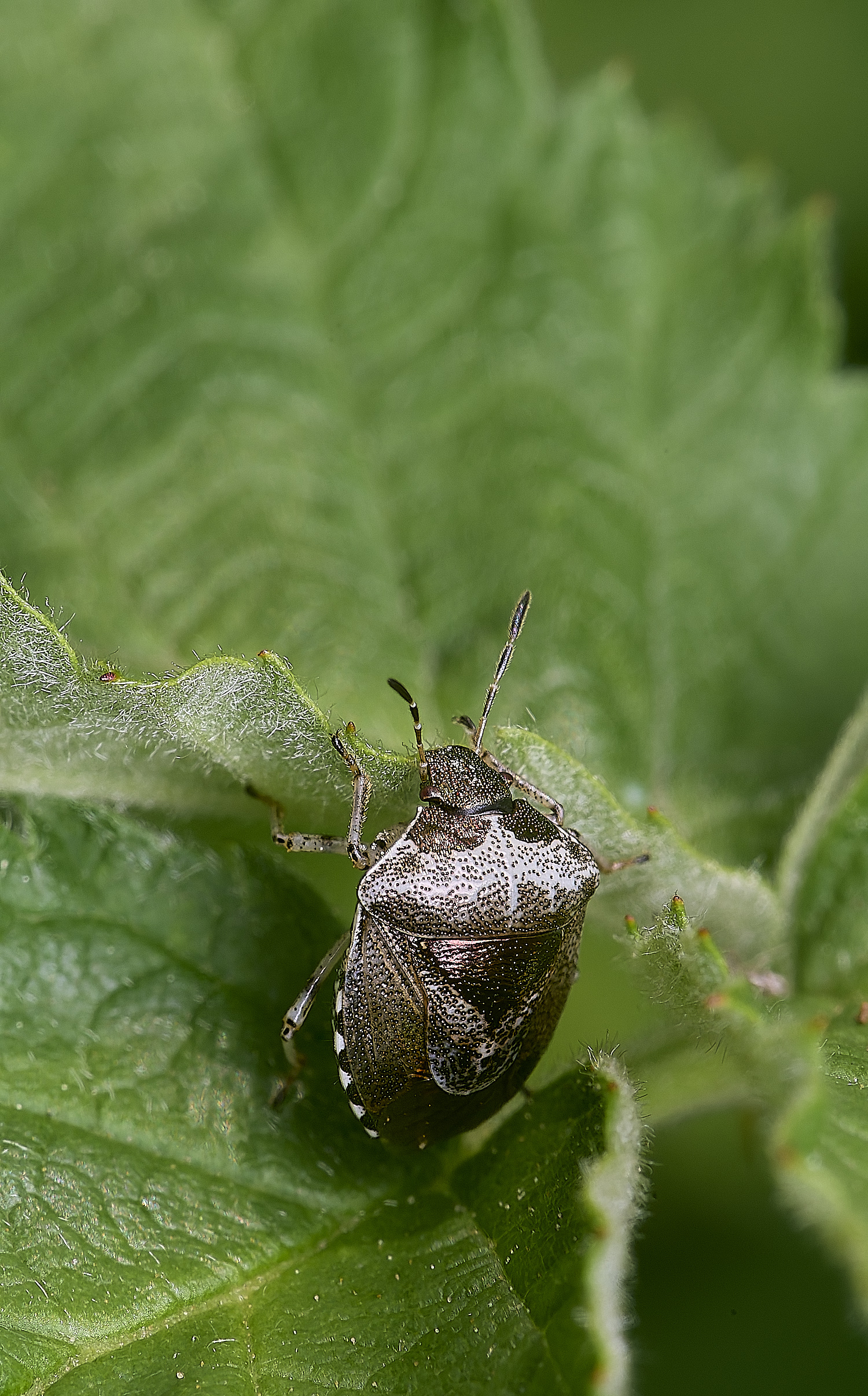 CranwichCampWoundwortShieldbug080625-2