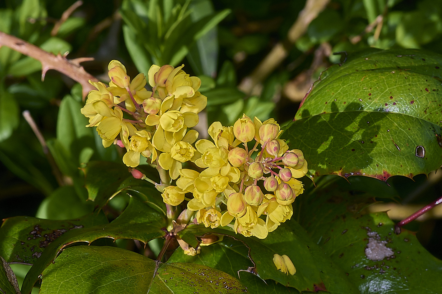 Devil&#39;sDykeMahonia140525-1
