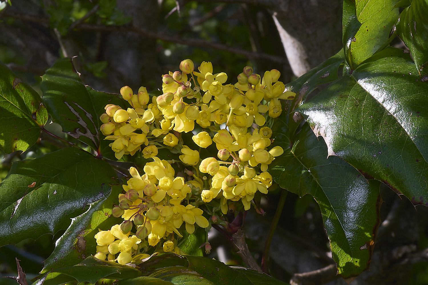 Devil&#39;sDykeMahonia140525-2