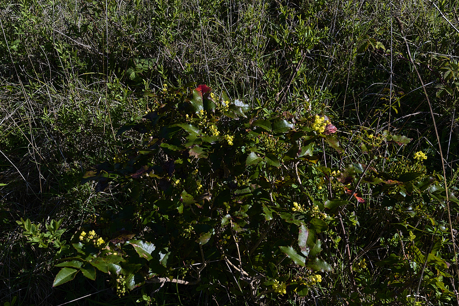 Devil&#39;sDykeMahonia140525-3