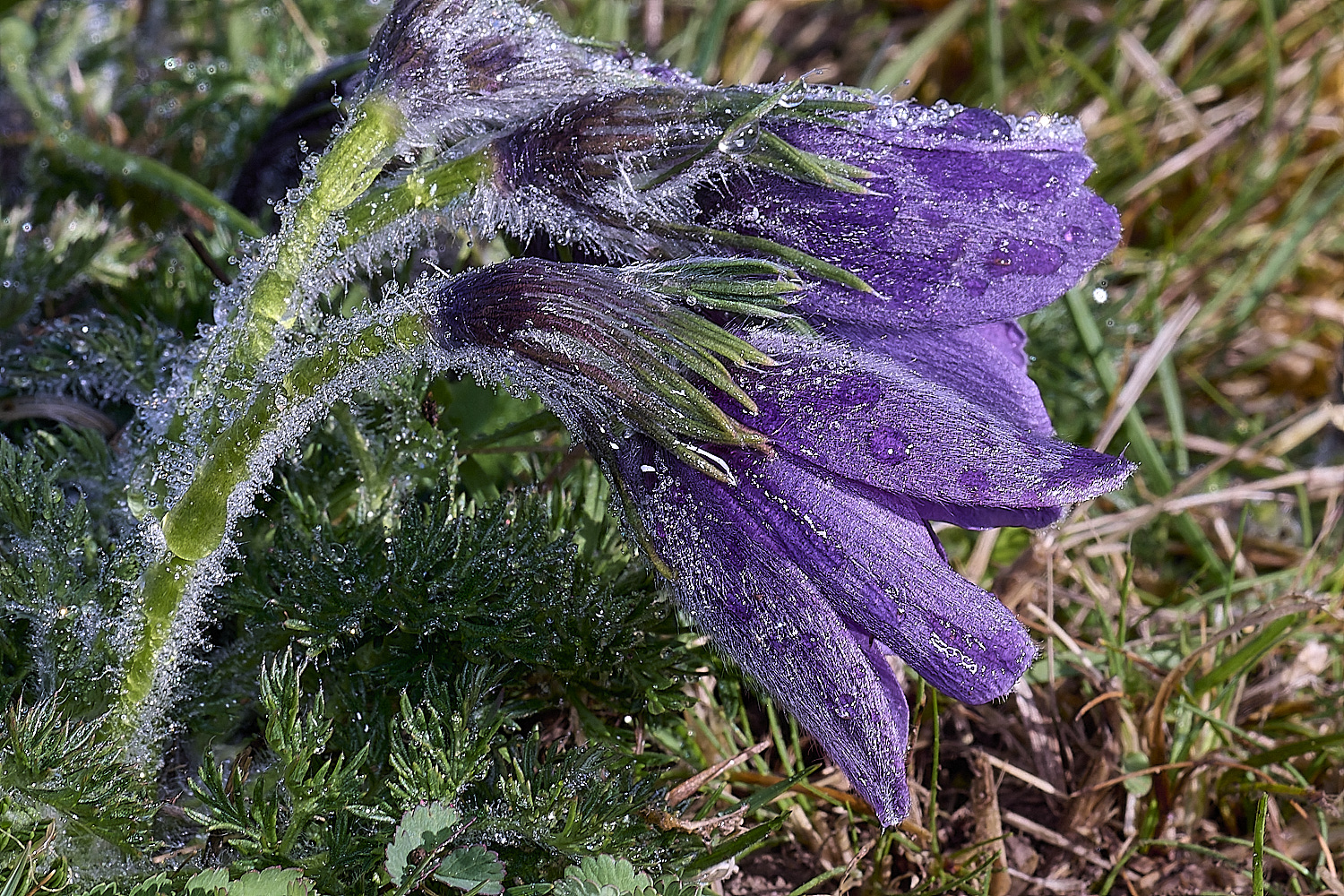 Devil&#39;sDykePasqueFlower140525-1