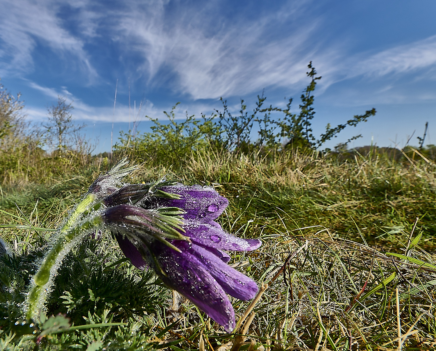 Devil&#39;sDykePasqueFlower140525-10