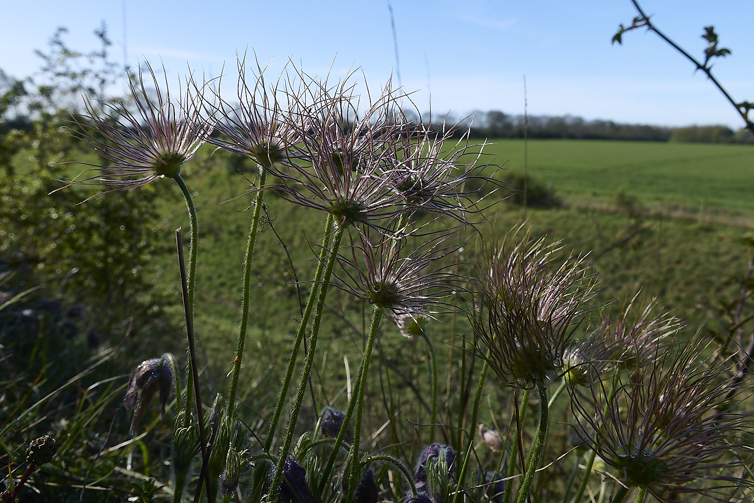 Devil&#39;sDykePasqueFlower140525-11