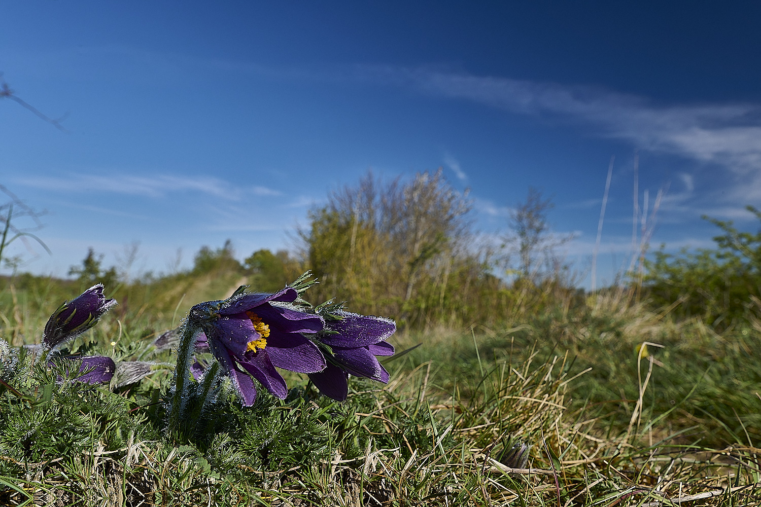 Devil&#39;sDykePasqueFlower140525-13