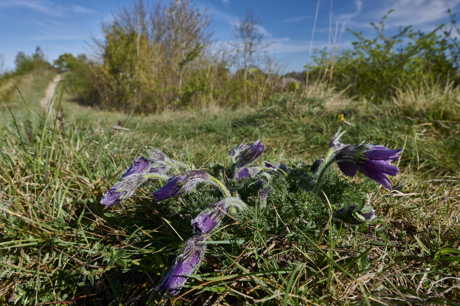 Devil&#39;sDykePasqueFlower140525-14