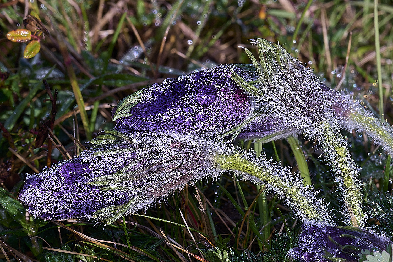 Devil&#39;sDykePasqueFlower140525-2