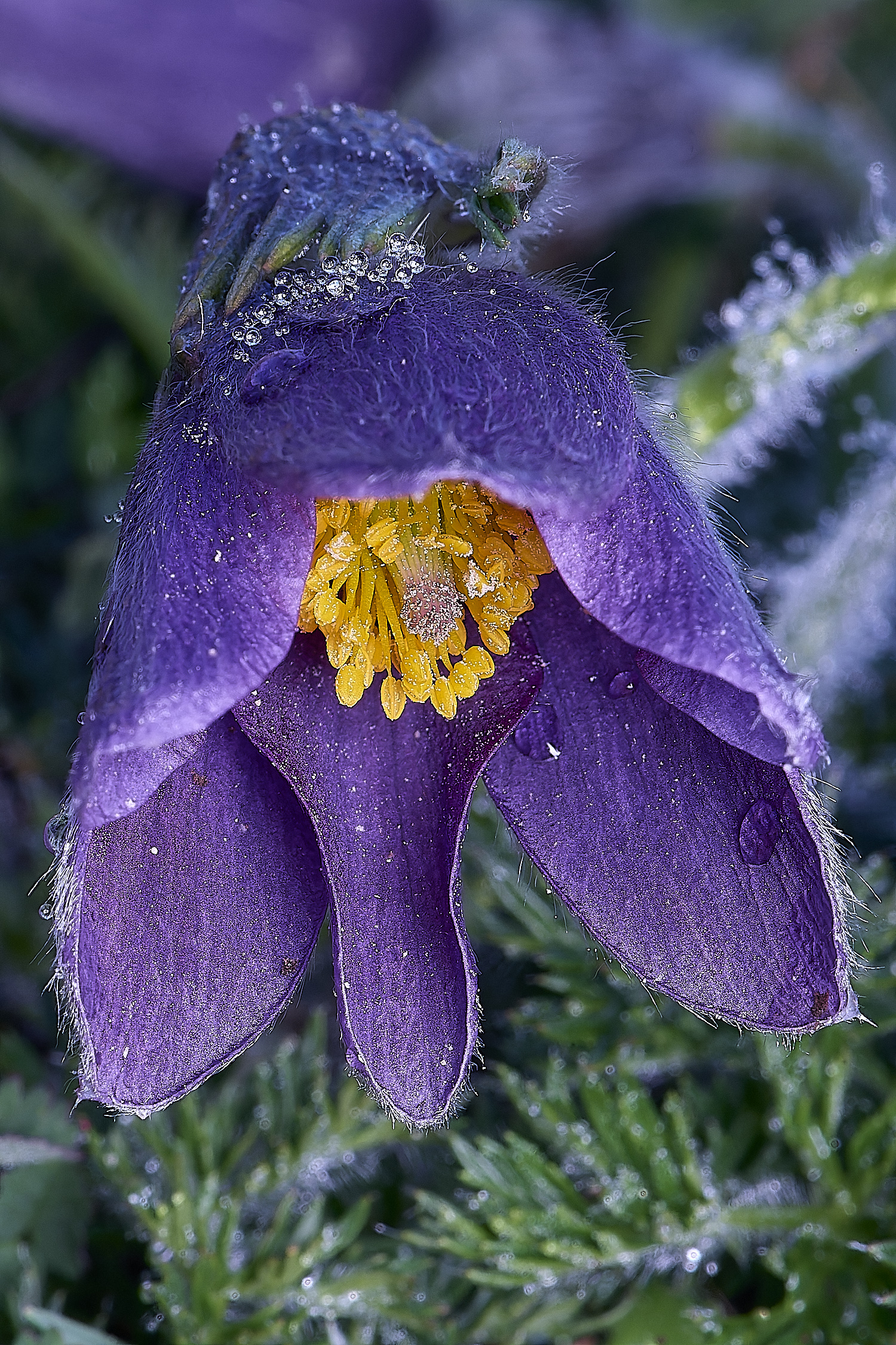 Devil&#39;sDykePasqueFlower140525-3
