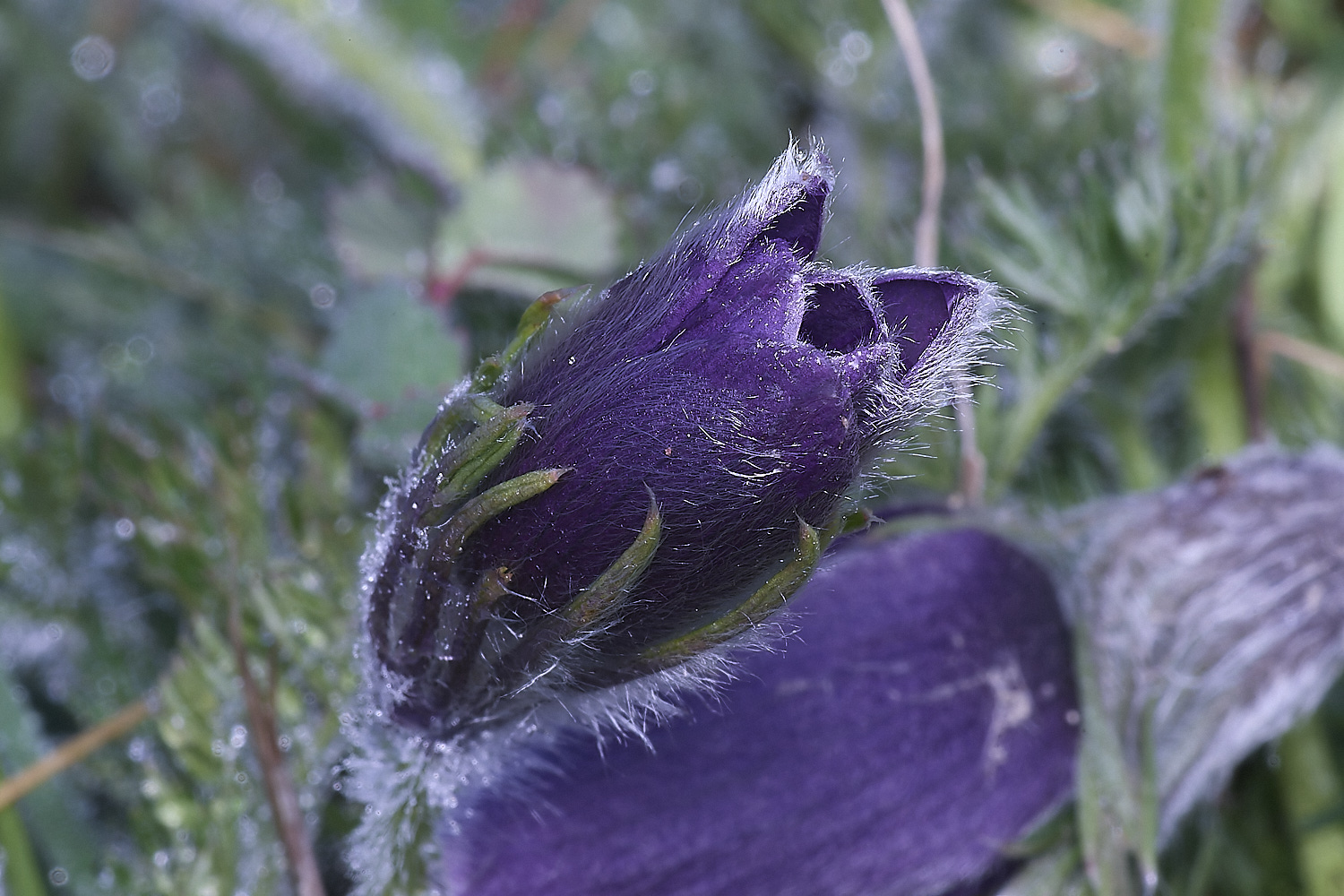 Devil&#39;sDykePasqueFlower140525-4