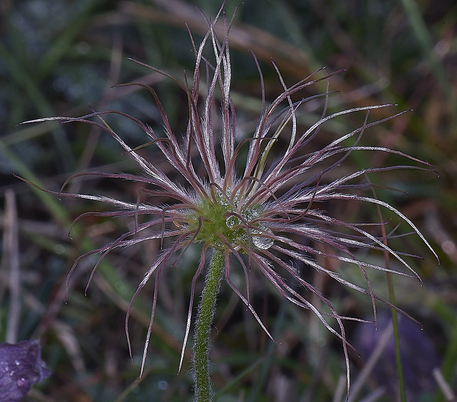 Devil&#39;sDykePasqueFlower140525-5