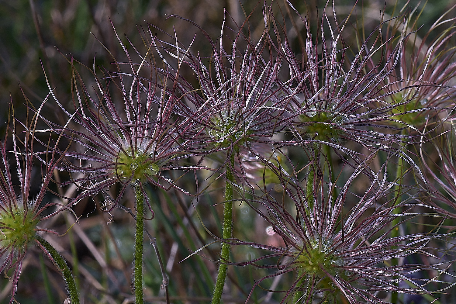 Devil&#39;sDykePasqueFlower140525-6