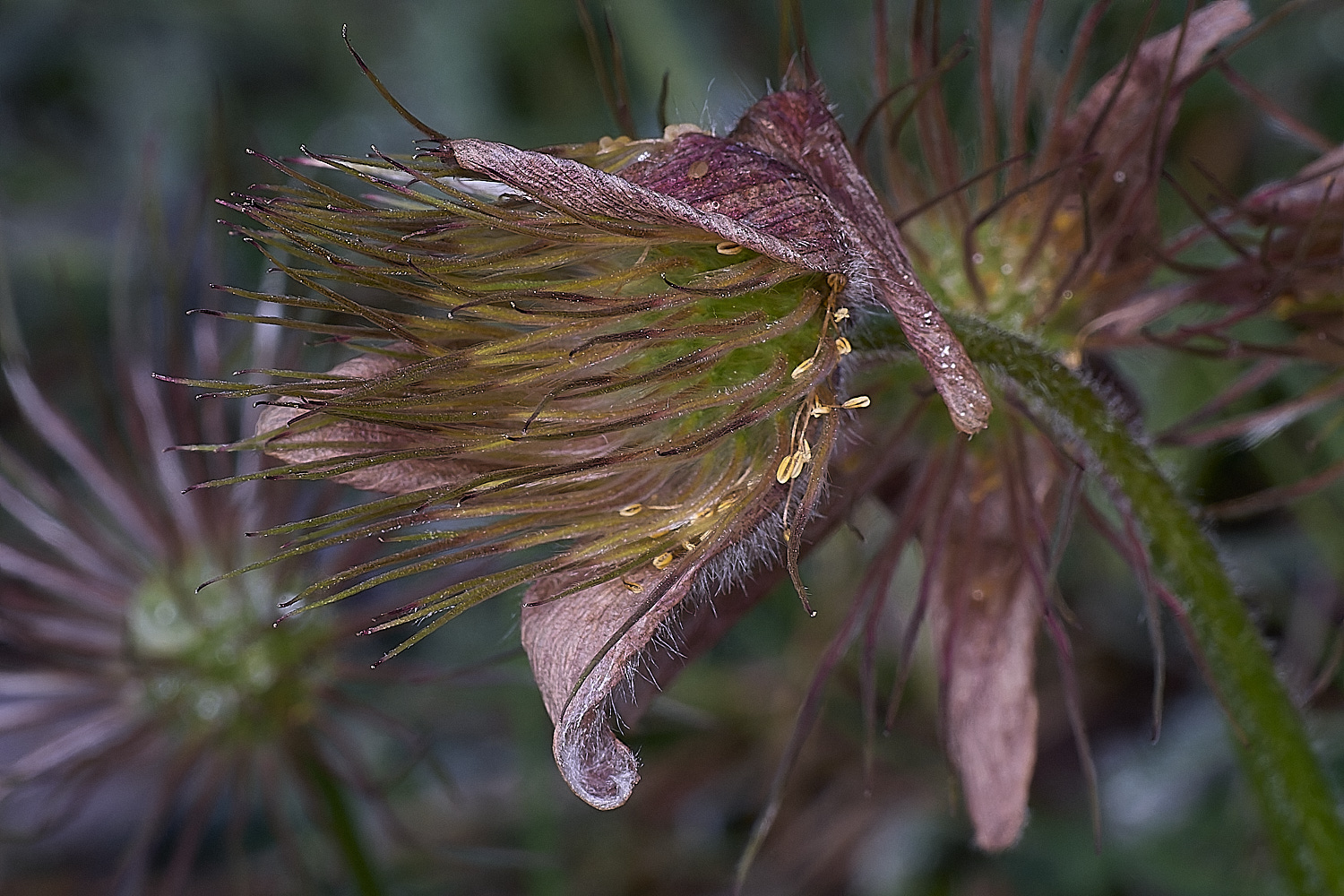 Devil&#39;sDykePasqueFlower140525-7