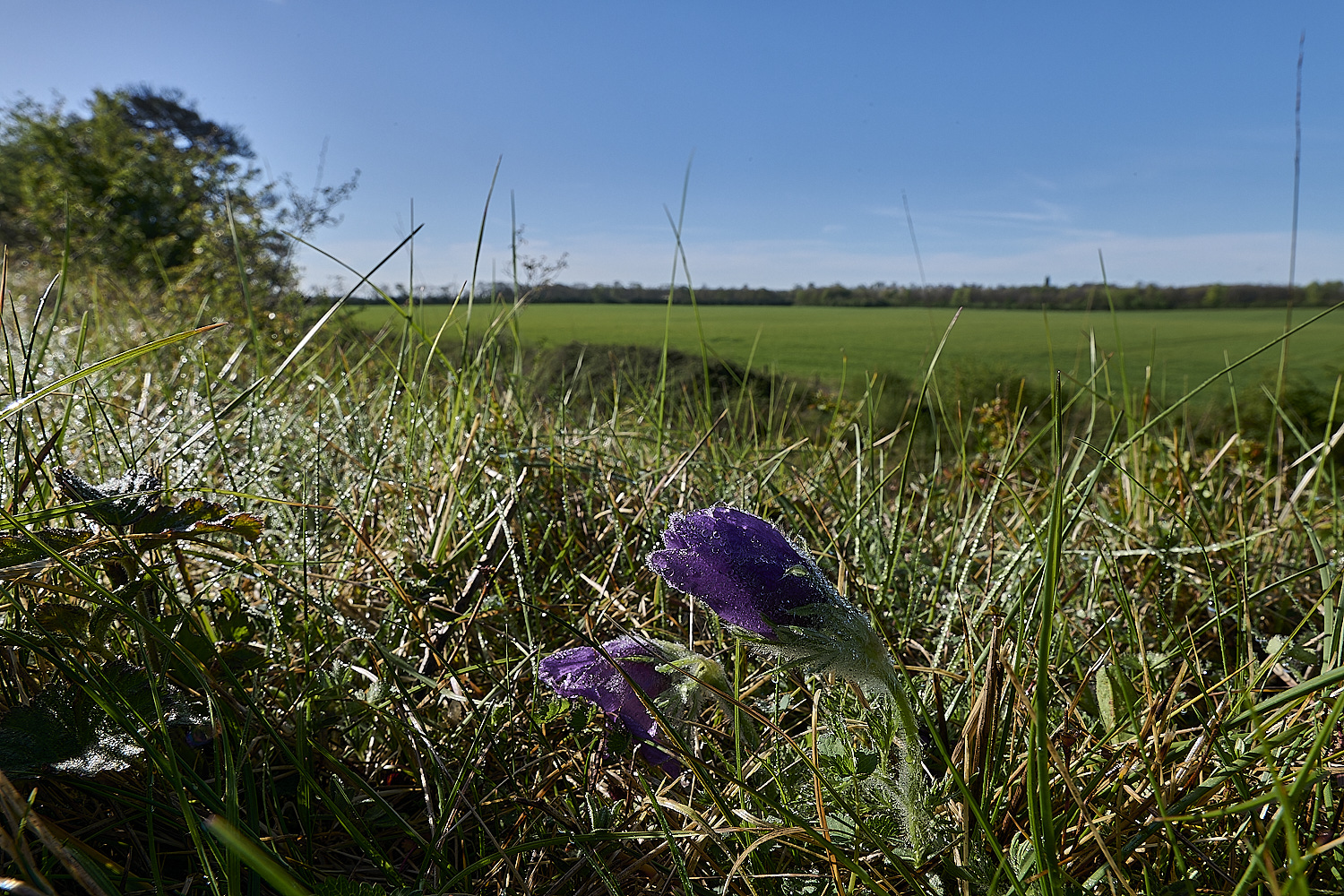 Devil&#39;sDykePasqueFlower140525-8