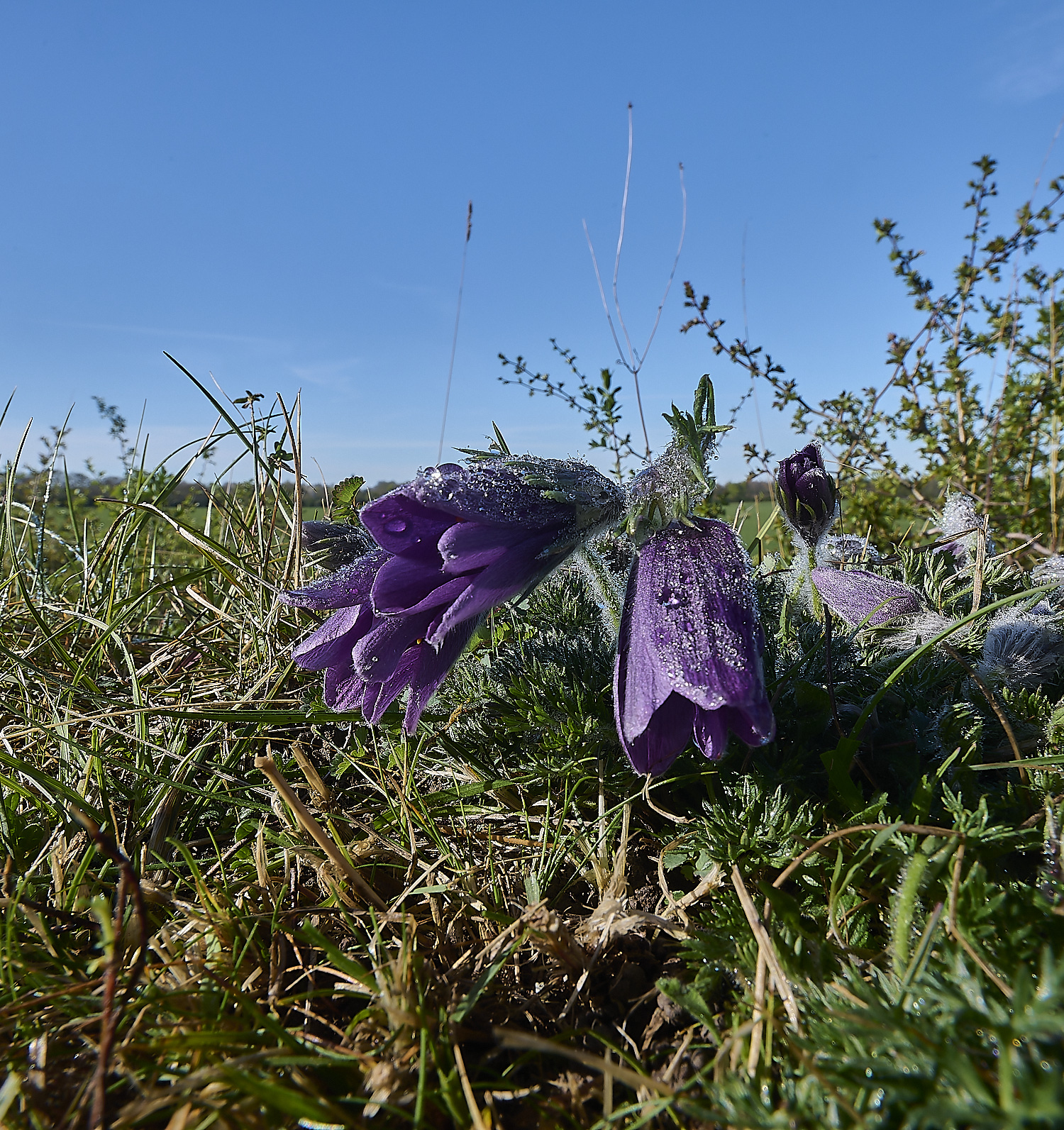 Devil&#39;sDykePasqueFlower140525-9