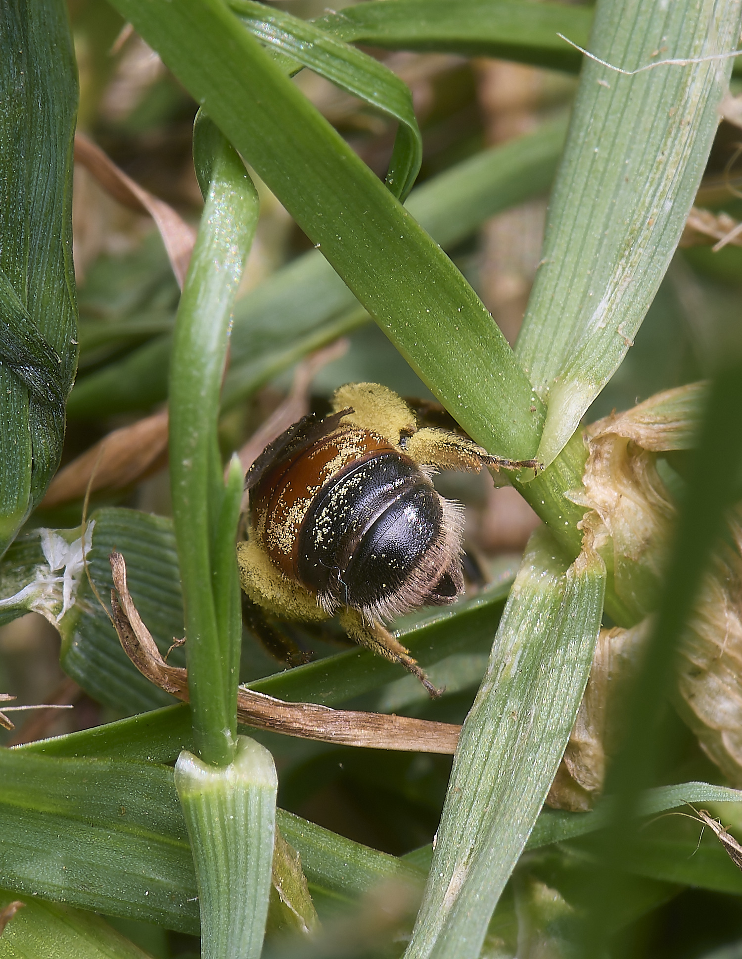 HanworhRed-girdledMiningBee090525-1