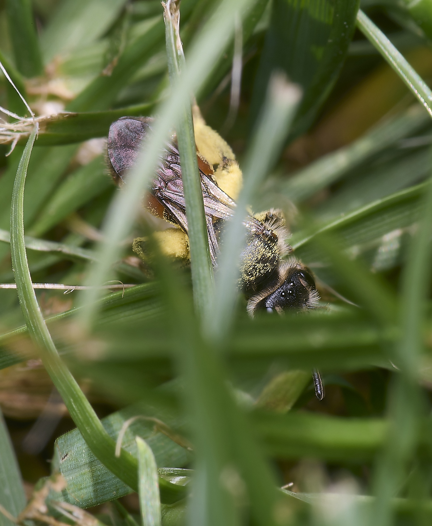 HanworhRed-girdledMiningBee090525-2