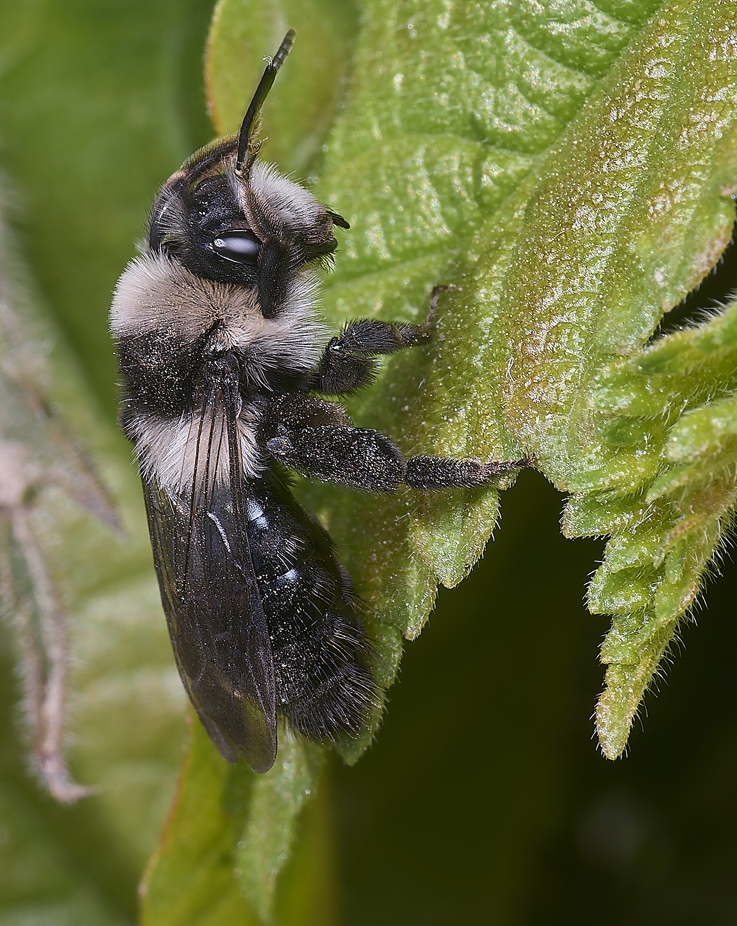 HanworthAcinerea220425-1