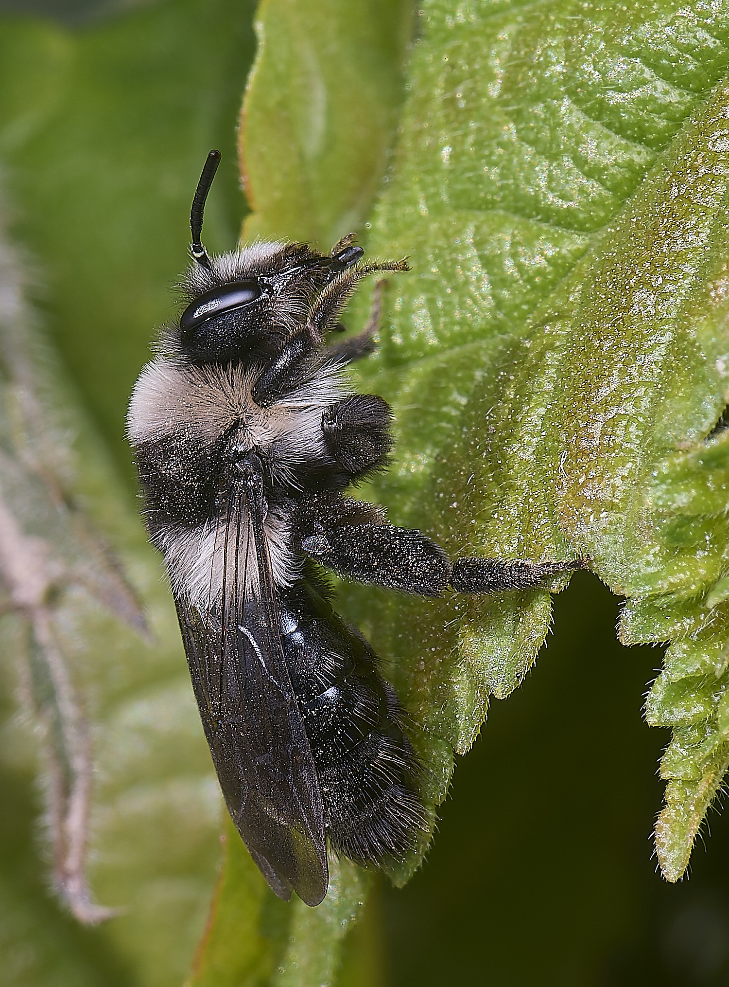 HanworthAcinerea220425-2