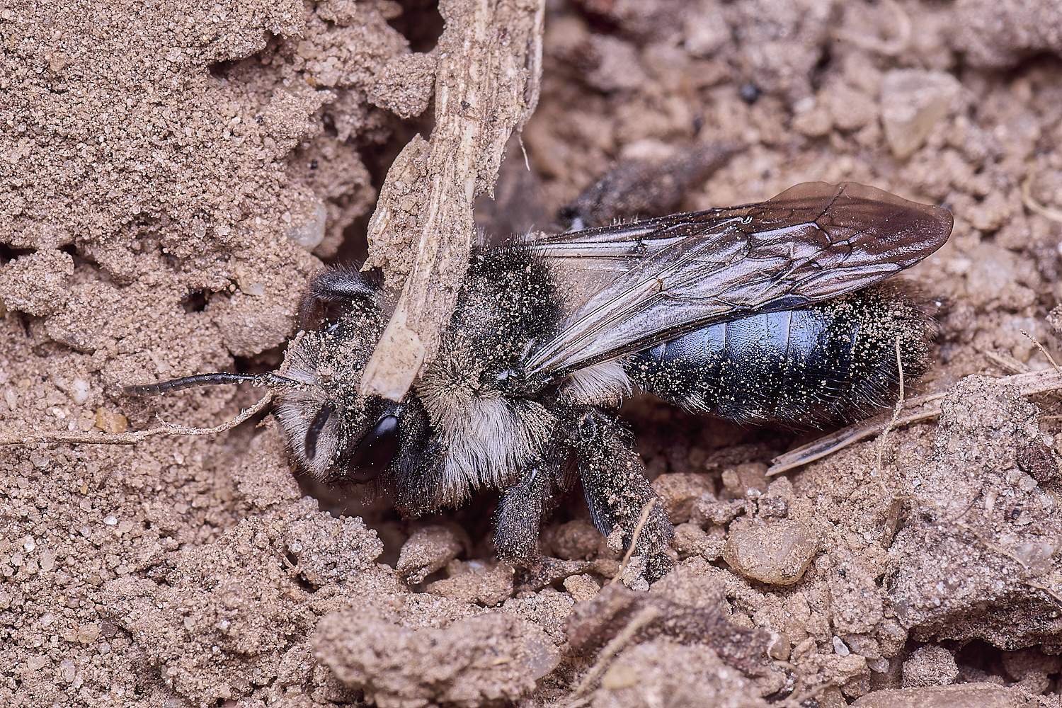 HanworthAcinerea220425-3