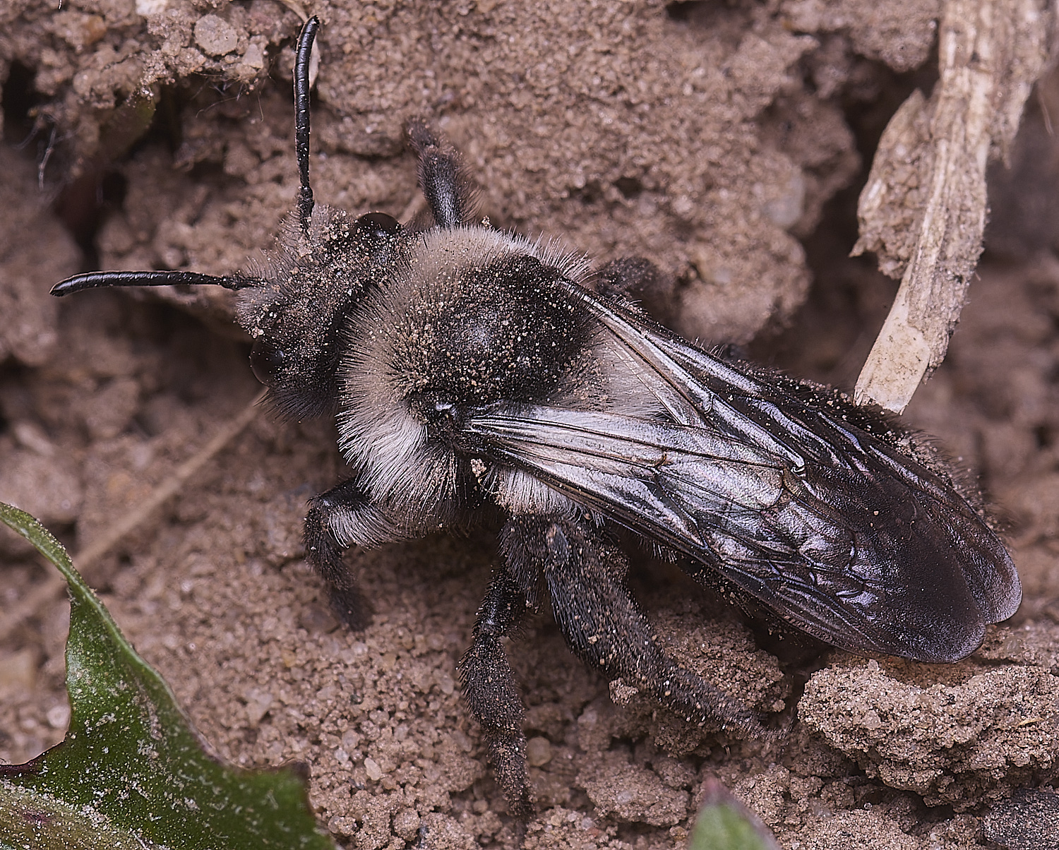 HanworthAcinerea220425-4