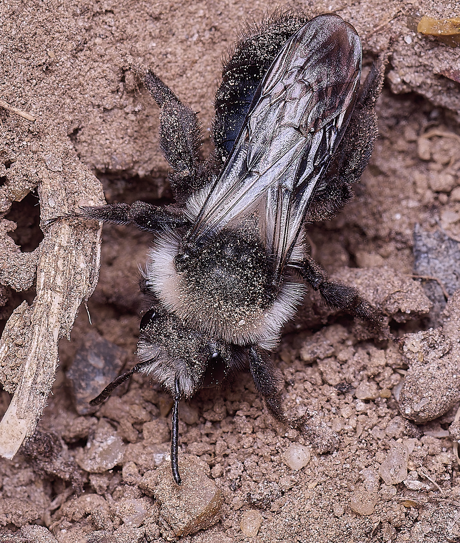 HanworthAcinerea220425-5