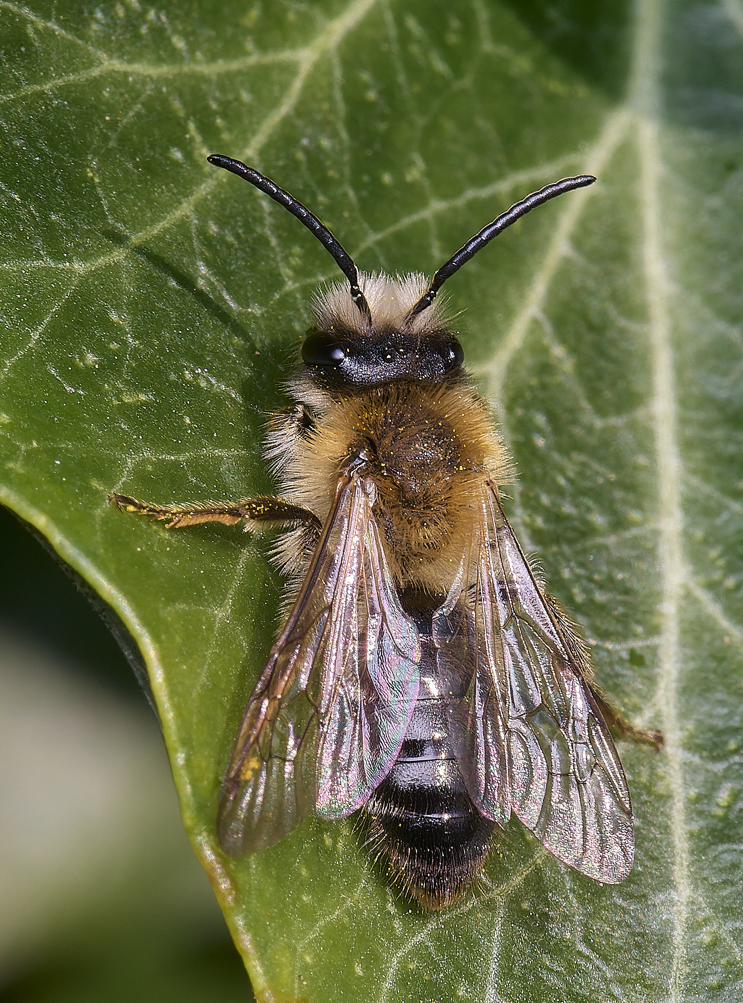 HanworthAhaemorrha030425-1 1