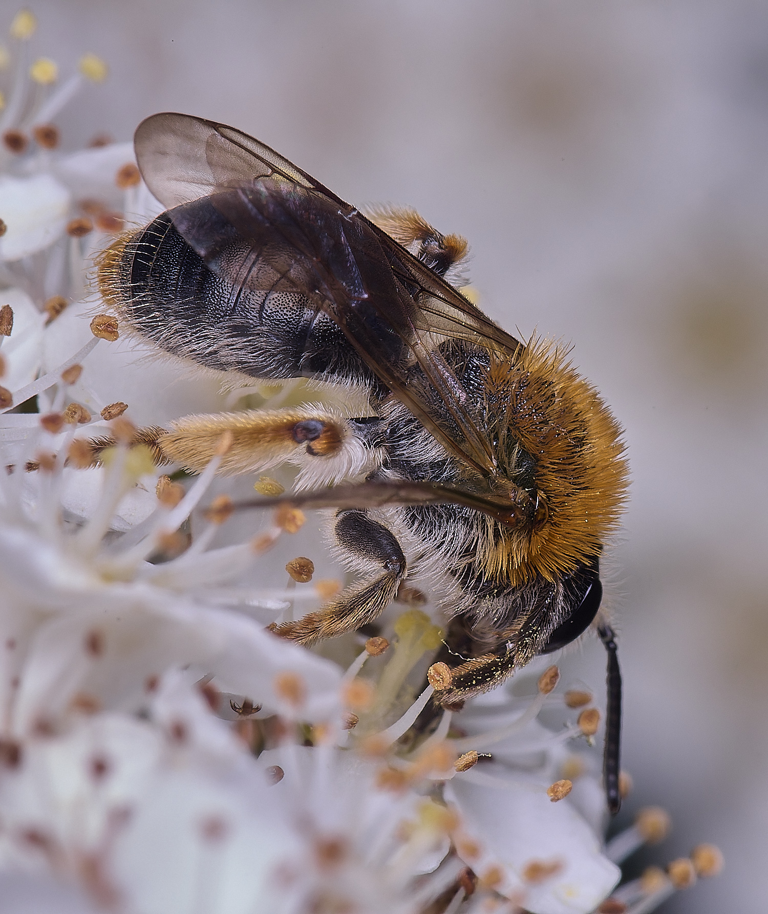 HanworthAhaemorrhoa020625-1