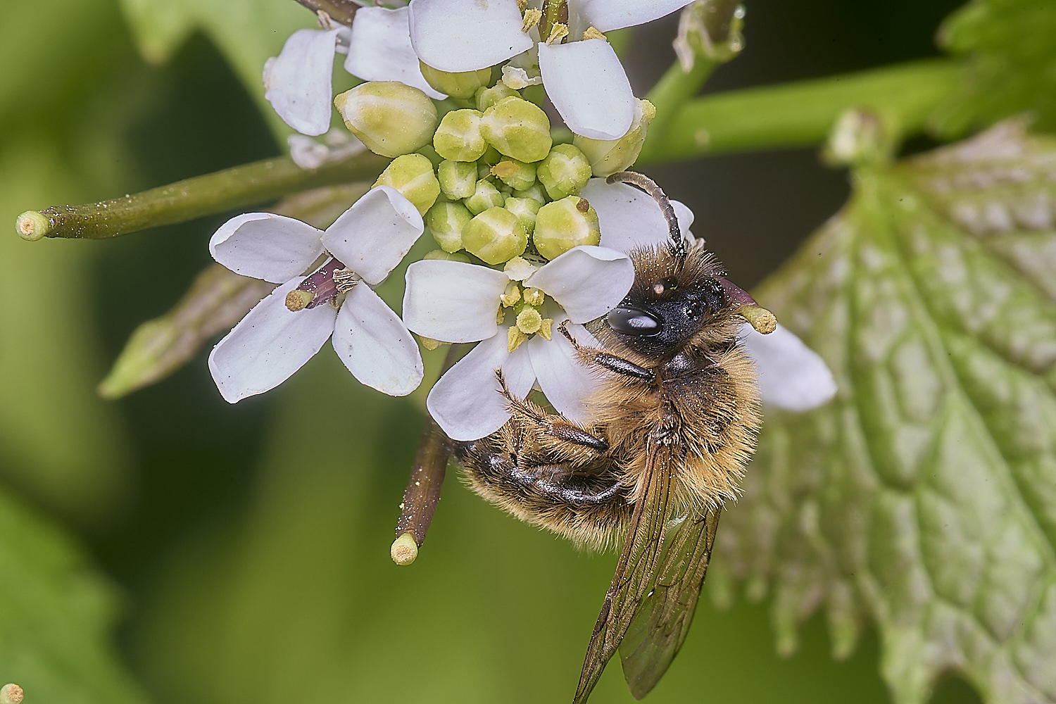 HanworthAndrenaSp220425-1