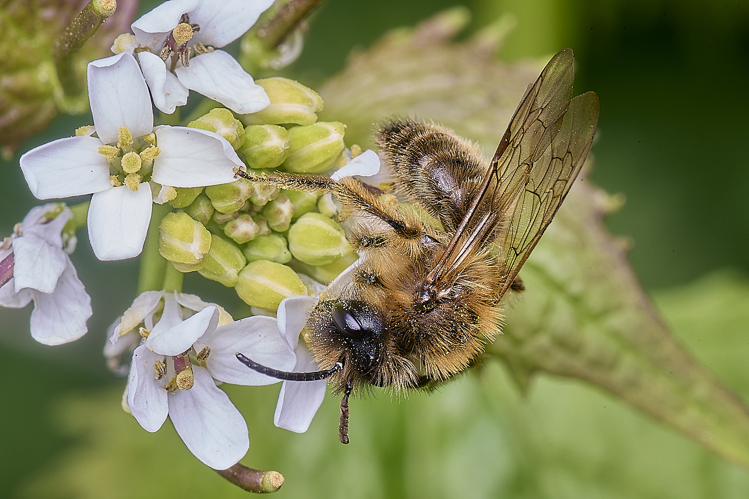 HanworthAndrenaSp220425-2