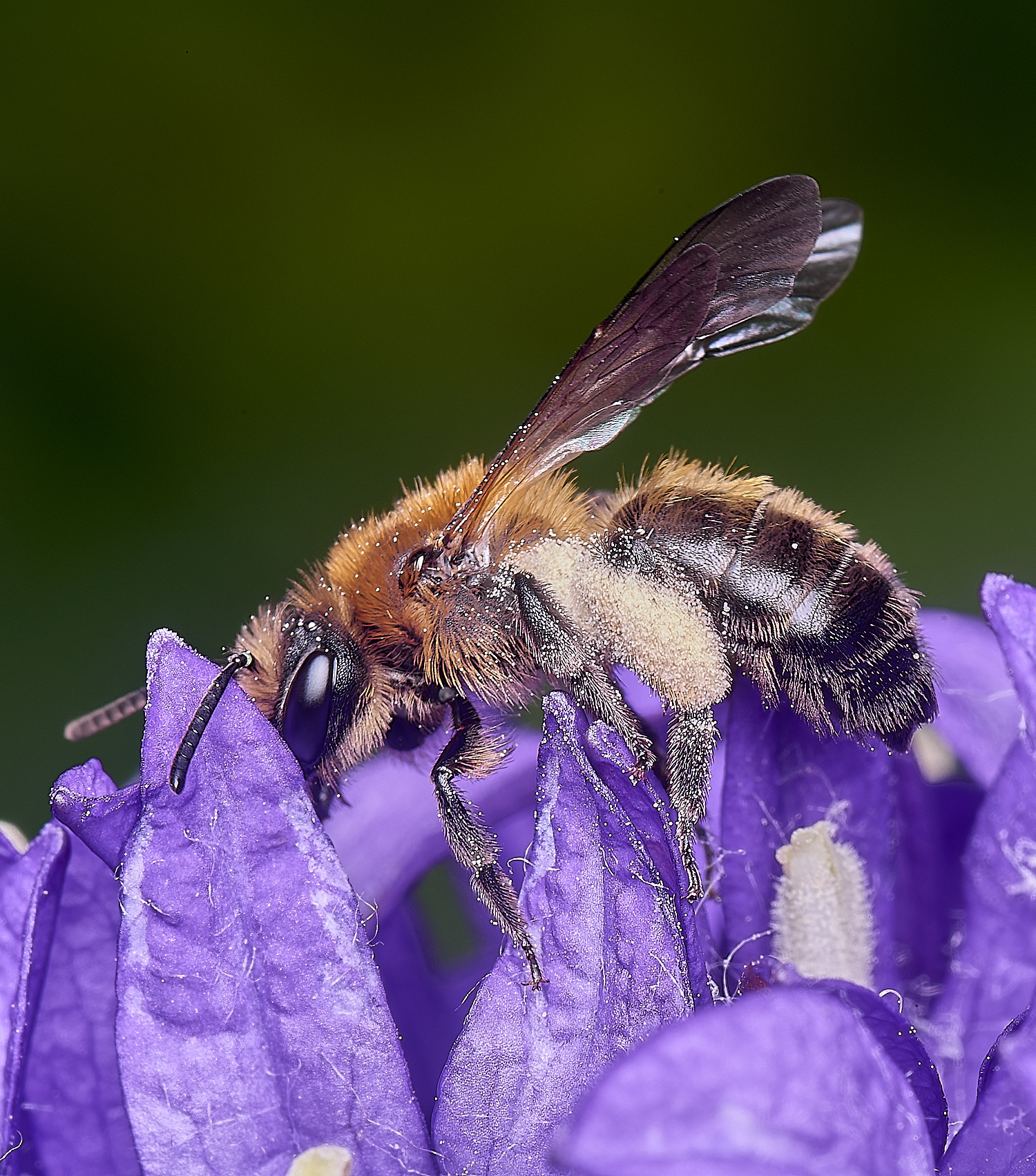 HanworthAndrenaSp250625-1