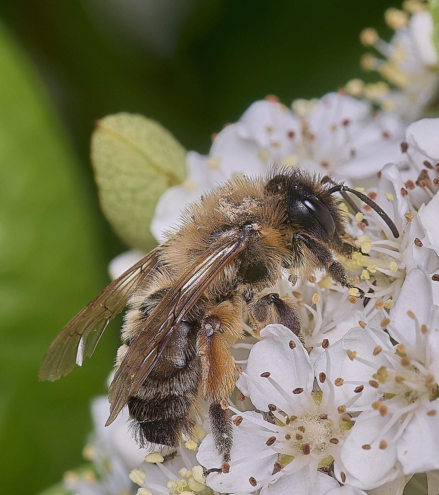 HanworthAnigroeana020625-1