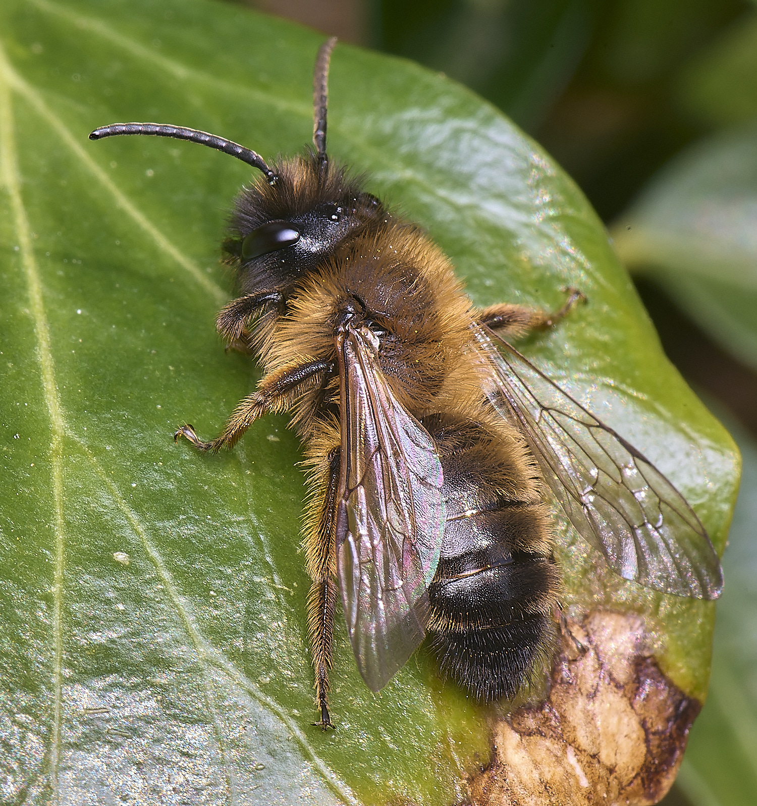 HanworthAnigroeana030425-1