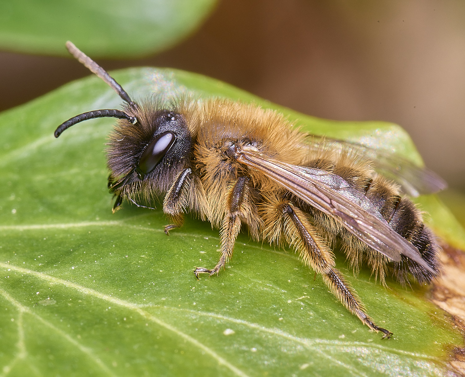 HanworthAnigroeana030425-2