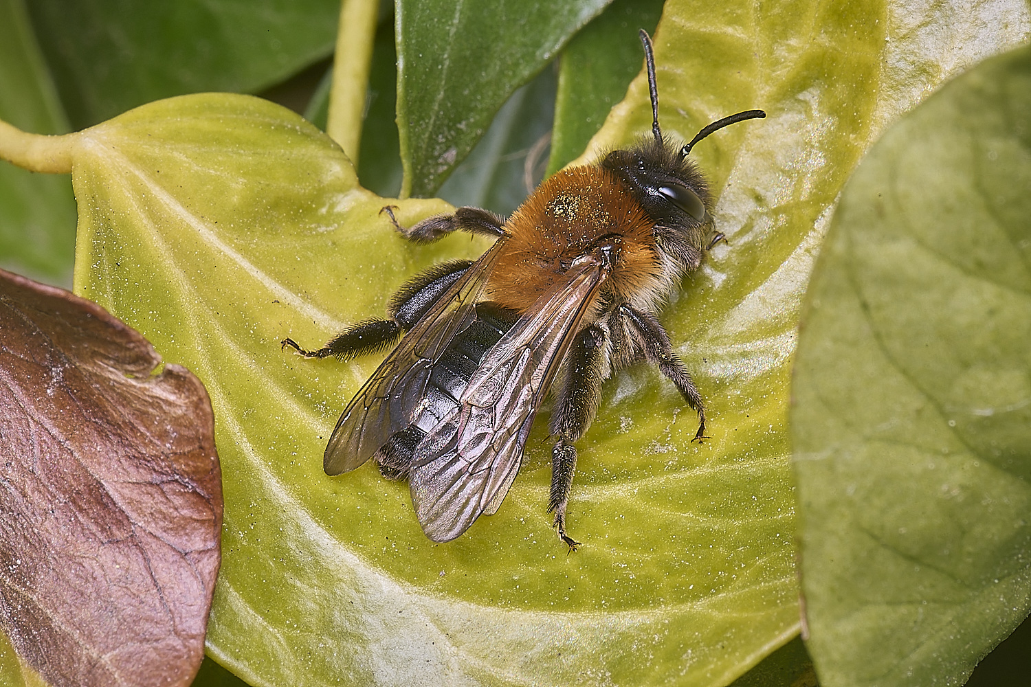 HanworthAnitida220425-1