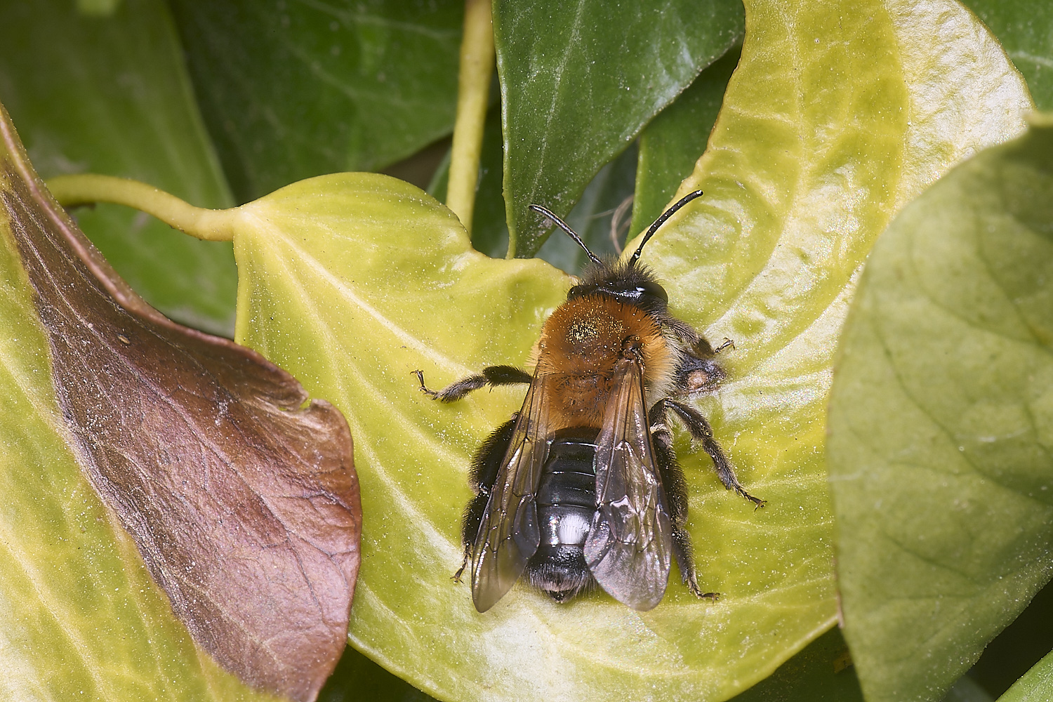 HanworthAnitida220425-2