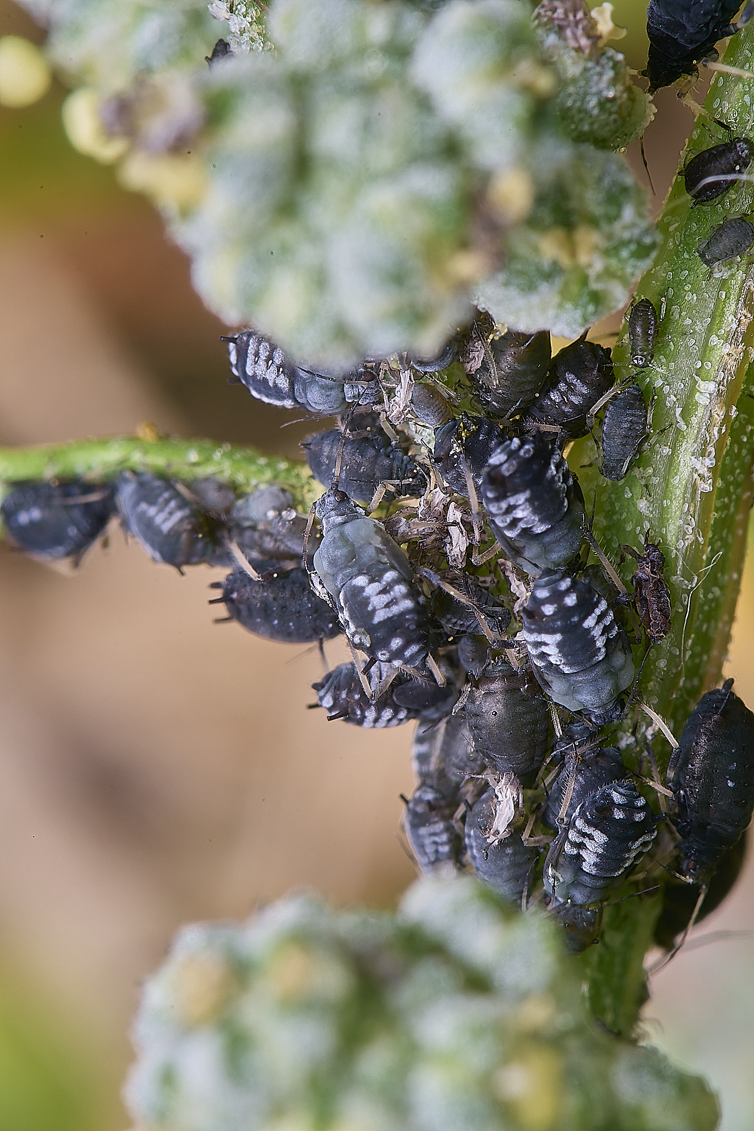 HanworthAphid140625-1