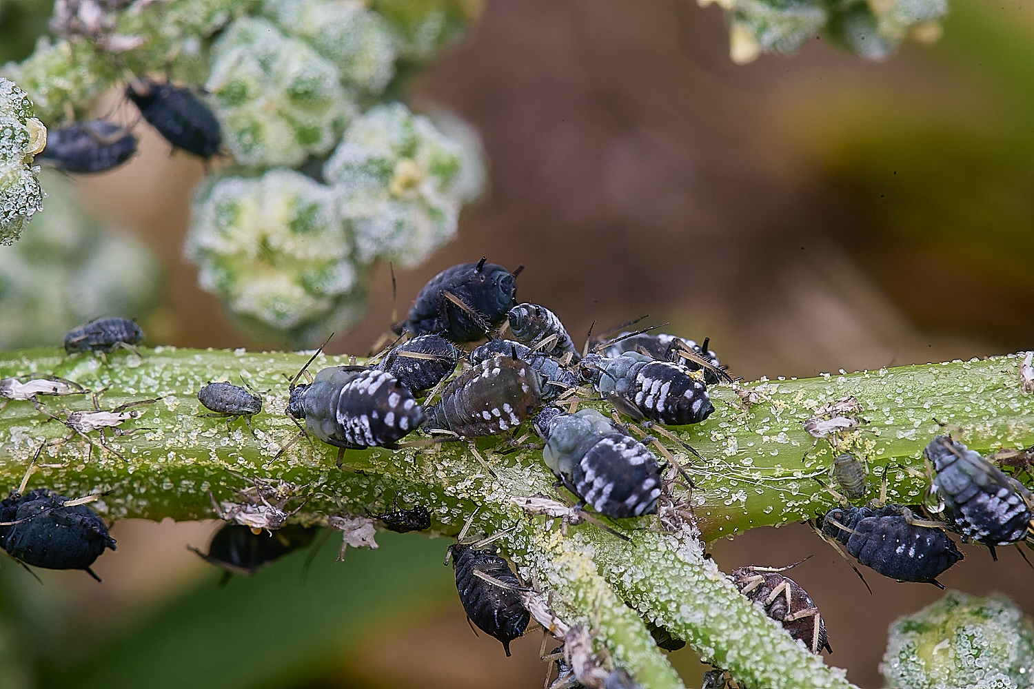 HanworthAphid140625-2