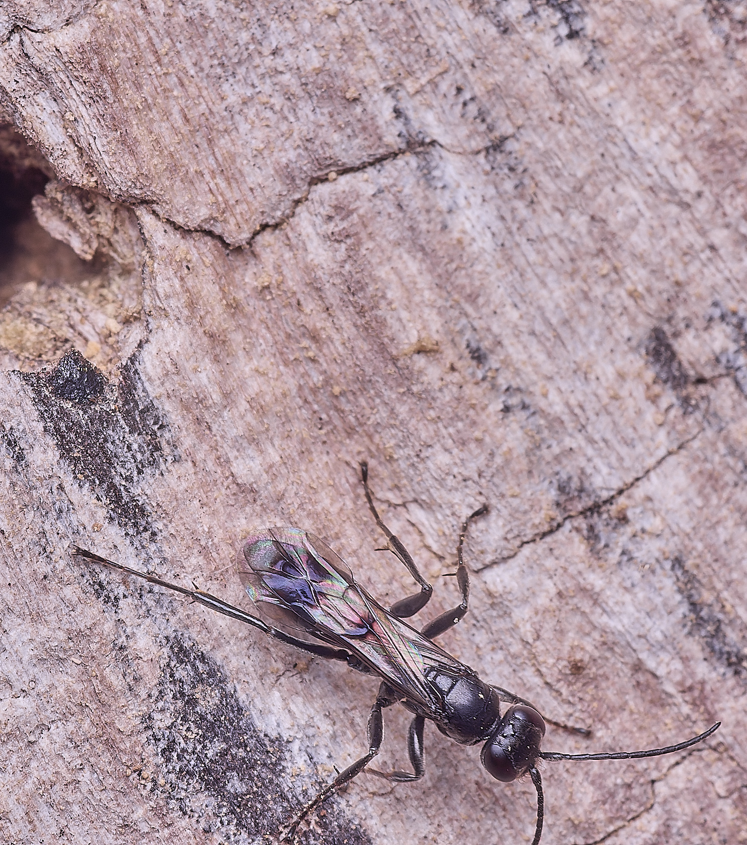 HanworthBlackWasp140625-2